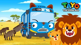 Sleepyhead Daddy Lion l Safari Bus Tayo l Learn Animals with Vehicles l Tayo English Episodes