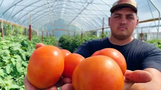 Farmer Shares SECRET to Growing Quality Tomatoes 🍅