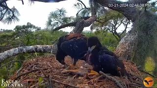 ОРЛЯТКИ ВДЕНЬ. БІЛОГОЛОВОГО ОРЛАНА. ПЗФЛ2. США 21-3-24-TWO CHICKS. BALD EAGLE'S NEST. SWFL2. USA