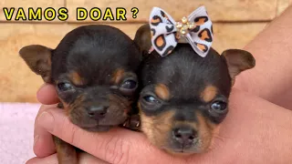 FILHOTES ABANDONADOS A HISTORIA E O PRIMEIRO BANHO | PINSCHER FILHOTES