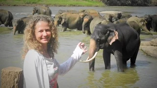 Питомник слонов на Шри Ланке