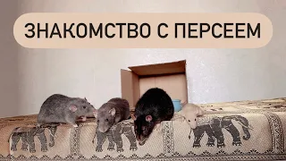 Знакомство крыс 🐀| Подселение крысенка к взрослым крысам 🐁