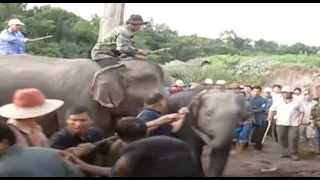 세상에서 가장 슬픈 라오스 새끼코끼리의 성인식