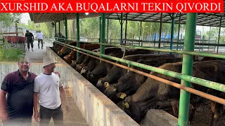 XURSHID AKA BUQALARNI TEKIN QIVORDI SHOSHILING BUNDAY NARXLAR QAYTIB BO’LMAYDI