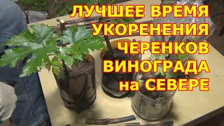 ЛУЧШЕЕ ВРЕМЯ ДЛЯ УКОРЕНЕНИЯ ЧЕРЕНКОВ винограда на Севере