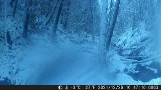 First Trail Camera Pull of 2022 | Surprise Christmas Visitor