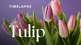 Timelapse: Tulip Flowers Blooming