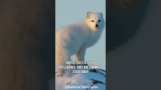 Arctic Fox | The Polar Fox