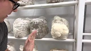 Bears Head Vs. Lions Mane mushrooms (Hericium species compared)