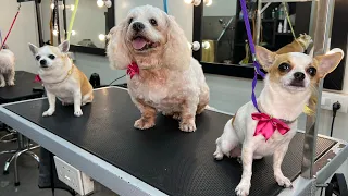 Doggies MASSAGE & SPA day OUT