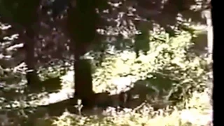 Bigfoot captured on VHS video in Oregon USA Bigfoot captured on Video 2019 Bigfoot 2019