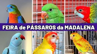 Feira de Aves e Animais da Madalena  PARTE 1 #passaros #animaisdeestimação