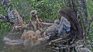 Black Kit~Extreme sibling rivalry-That's new on the nest~10:36 am 2020/06/18