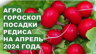 Агрогороскоп посева семян редиса в апреле 2024 Agrohoroscope for planting radishes for April 2024