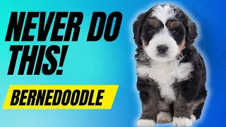 7 Things You Must Never Do With Your Bernedoodle Dog