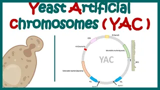 Yeast artificial chromosome (YAC) | What are the components of yeast artificial chromosome?