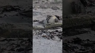 Loads of Sea Lions and elephant seals resting on the seashore ❤ #animals #nature #wildlife