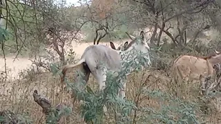 funny donkey meeting 🤝🤝