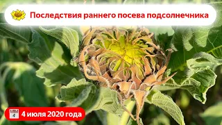 Наслідки раннього посіву соняшника в 2020 році