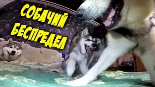 СОБАЧЬЯ БОРЬБА ! Майк Рокки Лекси и ХАСКОМЕС 😍😆