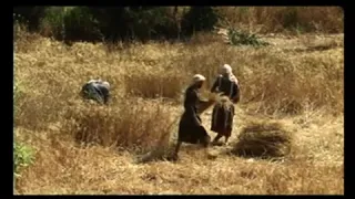 The Holy Land in Jesus Time - Shavuot the Wheat Harvest and Pentacost