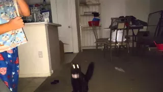 Cat playing with a peacock feather.