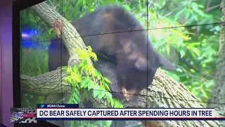 DC bear safely captured after spending hours in a tree