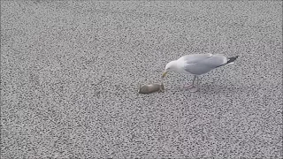 Seagull kills and eats little rabbit in one piece