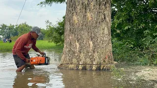 Submerged in Water... Cut down 4 Trees Hit by Flood.