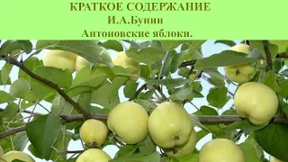 Краткое содержание Антоновские яблоки И.А.Бунин, аудиоучебник, аудиорассказ, краткое содержание