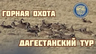 ЛУЧШЕЕ‼️‼️ горная Охота на ТУРА В ДАГЕСТАНЕ . Tur hunting in Dagestan