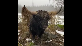 Wearing and eating hay