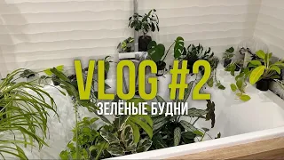 VLOG / зеленые будни #2 / черенкование /полив / знакомство с коллекцией