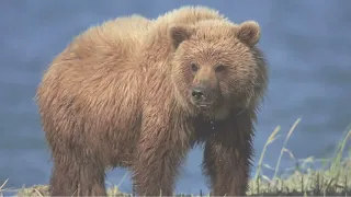 "Unveiling Bear Secrets: Fascinating Facts About Nature's Giants"|  Bear life |#status | #facts