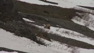 Rebecca Francis Hunts Alaskan Brown Bear with a Bow.