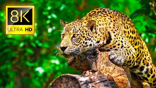 Ultimate Wild Animals Collection in 8K ULTRA HD / 8K TV