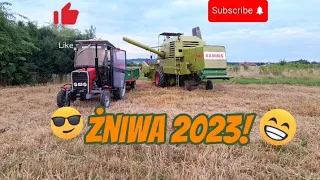 😃Żniwa 2023!😀Kosimy Pszenice😀5 ton z  hektara😄U-R-S-U-S C-360/MF-255/CLAAS MERCATOR 75🙃