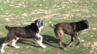 Tajik shepherd dogs attack strangers in a car