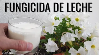 FUNGICIDA DE LECHE: tratamiento casero y sencillo contra HONGOS || en20metros