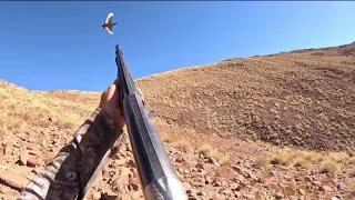 Hunting Partridge 2023-2024 | صيد الحجل البري