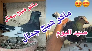 شتريت طيور عجيبه ع العالم 😍صيد ايراني كوبي🥰