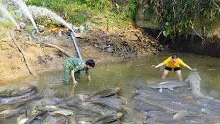 Do you believe it? Use 3 pumps to drain the stream and catch fish - Harvesting fishing technology