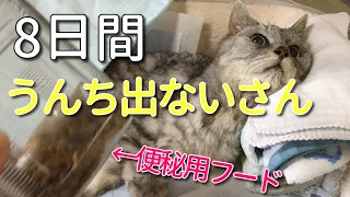 8日間うんち出ないさん！老猫の便秘再び 20/07/20