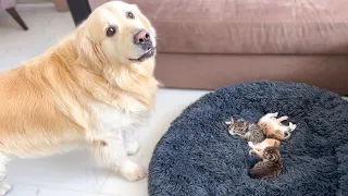 Golden Retriever Reacts to Tiny Kittens in his Bed