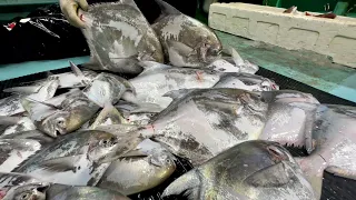 How Much Can the Japanese Fisherman Earn by Catching a Super High-End Fish?