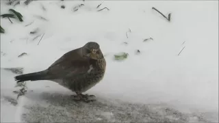 Fieldfare V Starling in an epic fight over an apple.