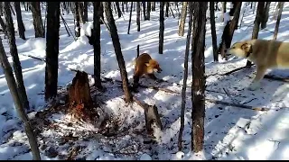 Лиса попалась в капкан.