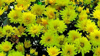 Осенняя царица Хризантема.  Autumn Queen Chrysanthemum.