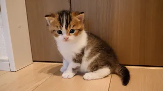 Kitten Nico gets upset with his grumpy aunts
