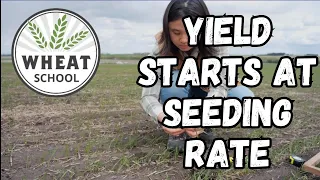 Wheat School: Yield starts at seeding rate